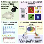 Single-Cell Activity and Network Properties of Dorsal Raphe Nucleus Serotonin Neurons during Emotionally Salient Behaviors