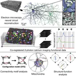 Reconstruction of neocortex: Organelles, compartments, cells, circuits, and activity